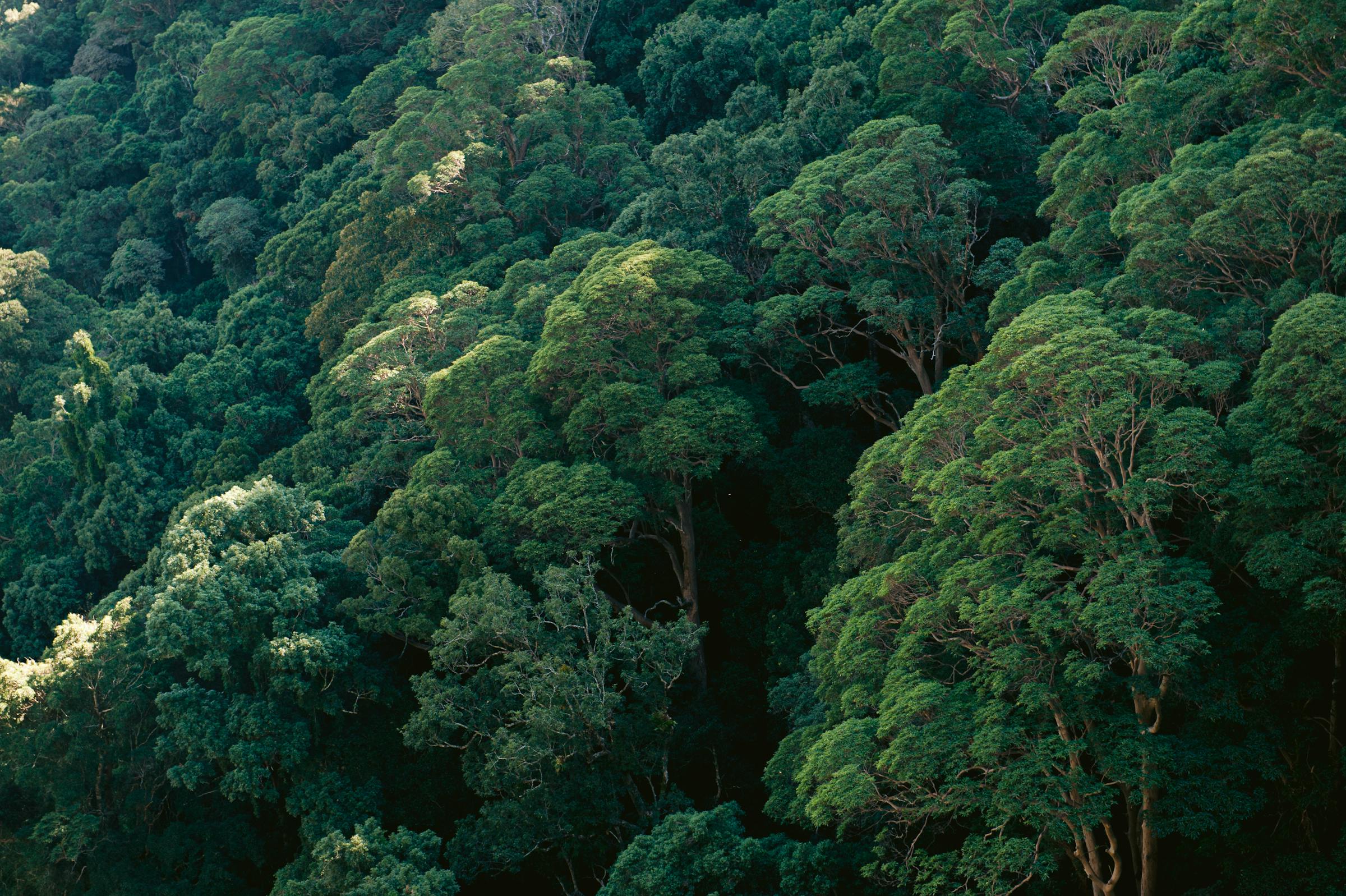 Lush green canopy of Lamington rainforest captured from above, Queensland