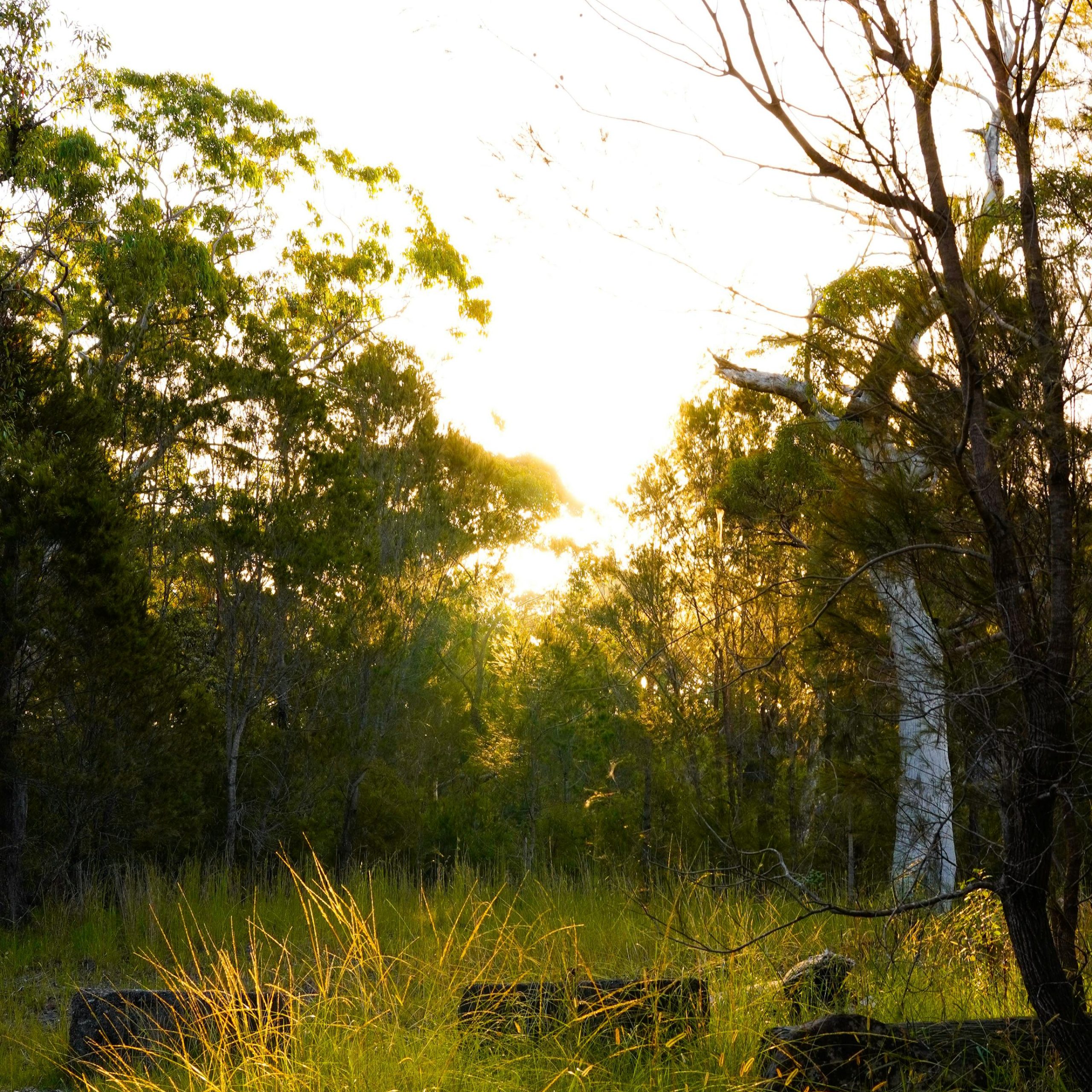 Sunrise in lush forest clearing with tall grasses and trees, south east Queensland