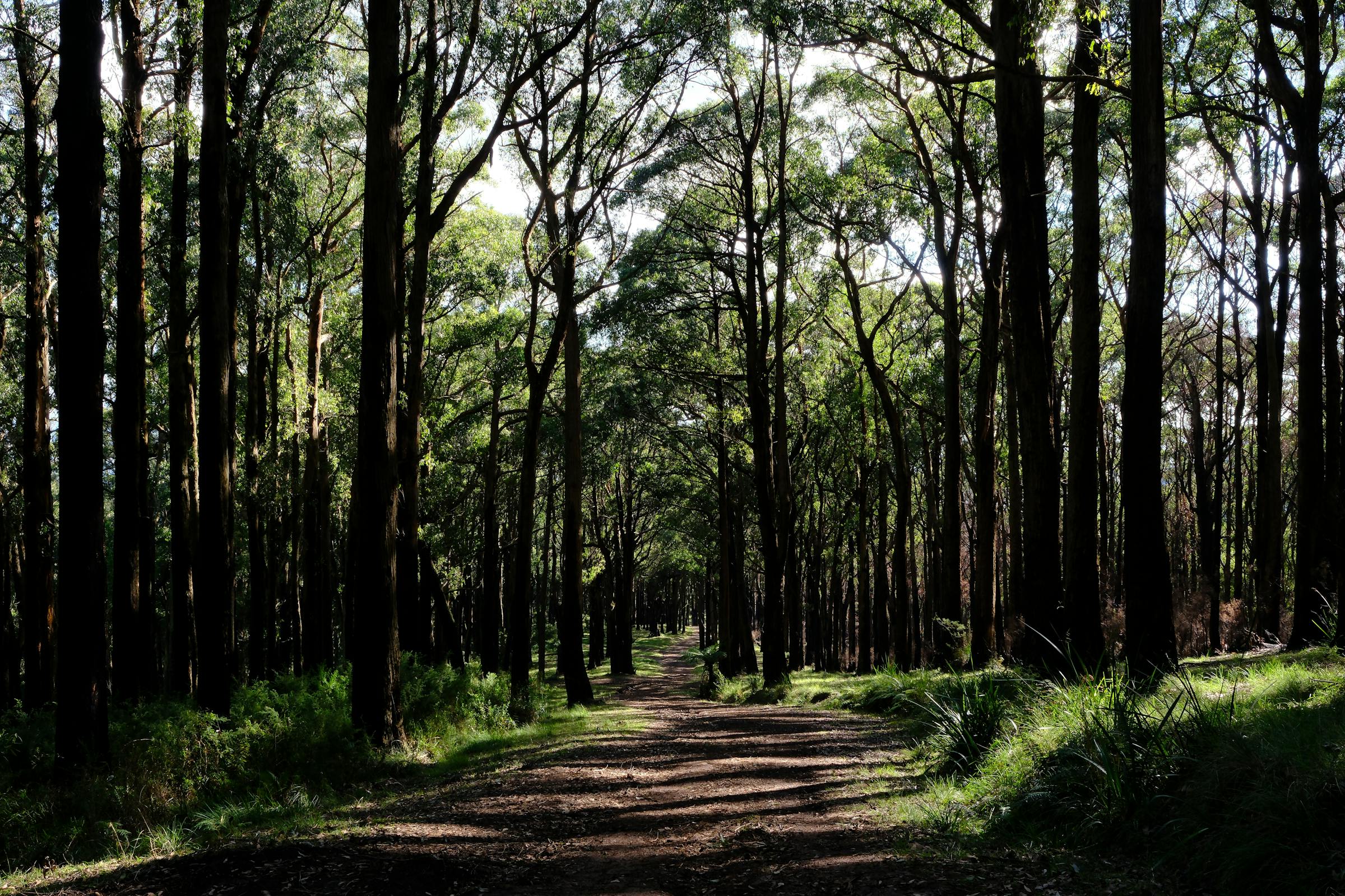 Scenic footpath through serene forest with sunlight casting gentle shadows
