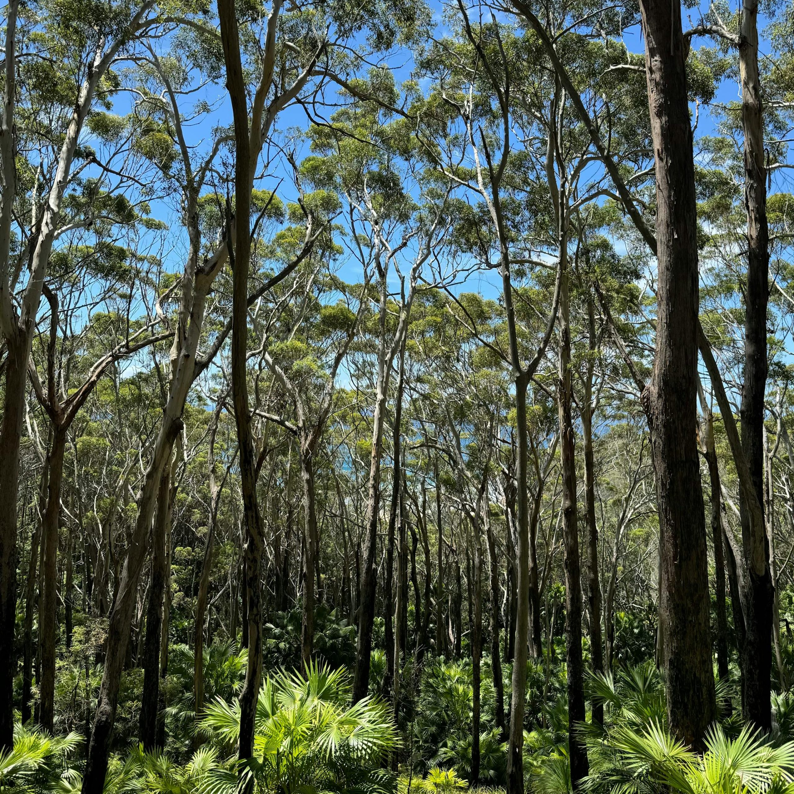 Dense Australian eucalypt forest with tall trees and green undergrowth on sunny day