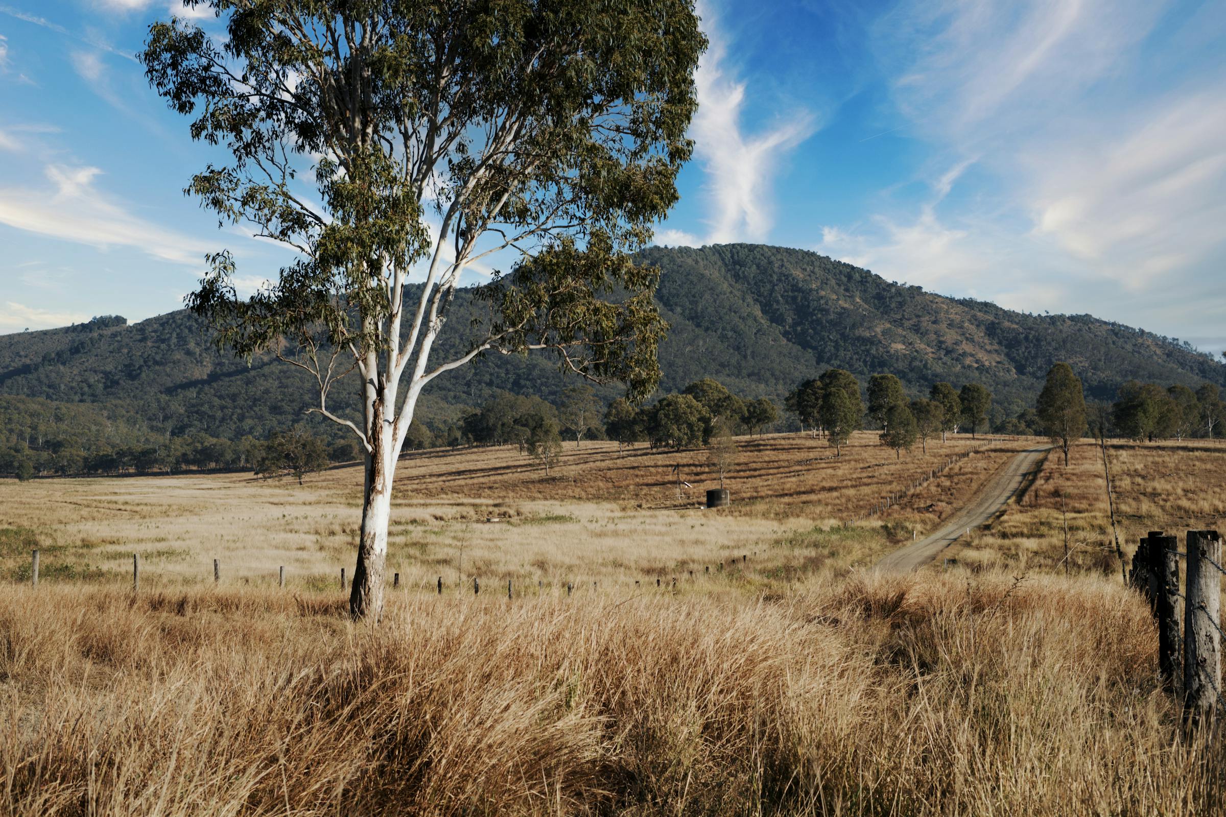Peaceful Brisbane rural landscape with tree, road, and distant hills
