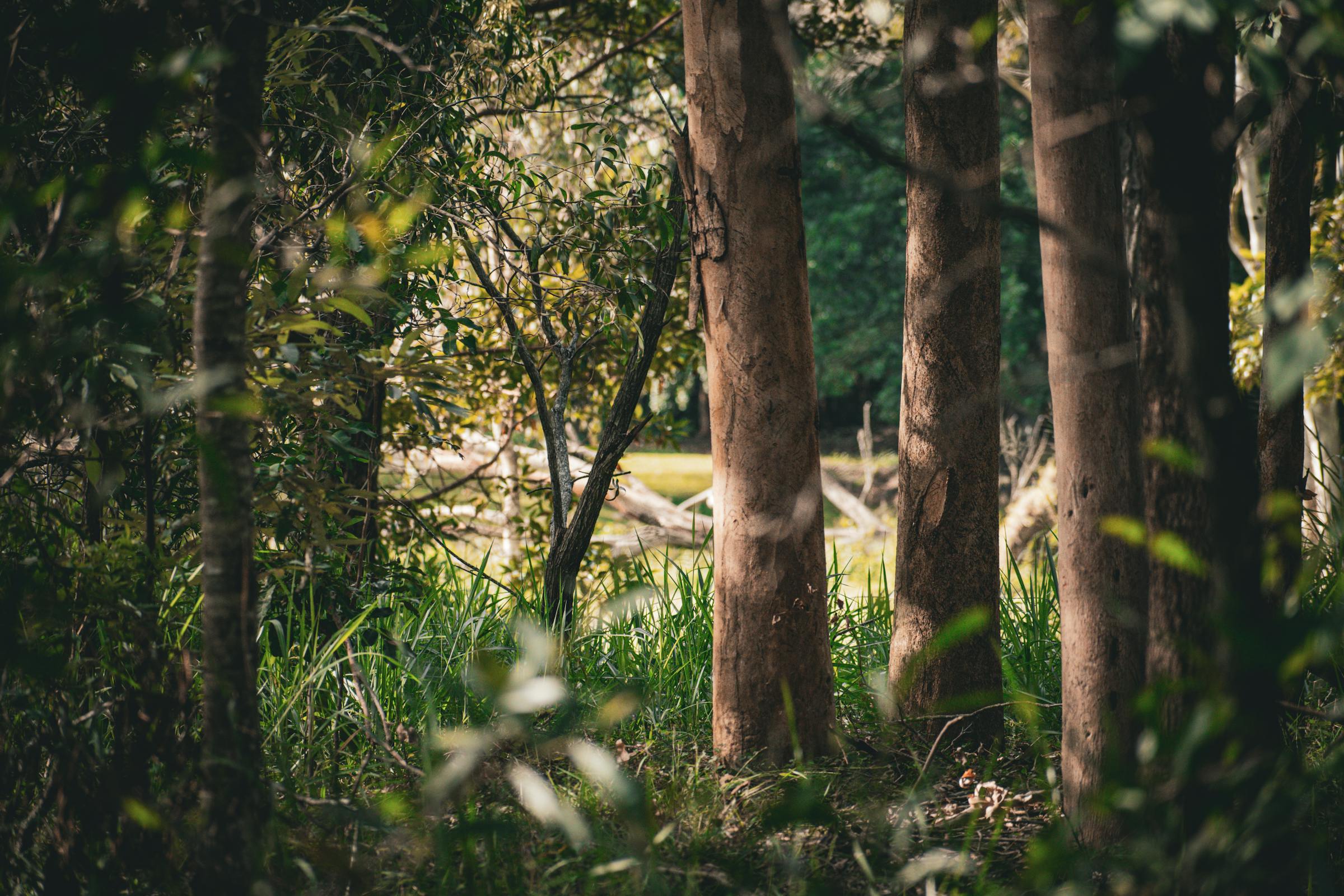 Tranquil Brisbane forest with sunlight filtering through eucalyptus trees