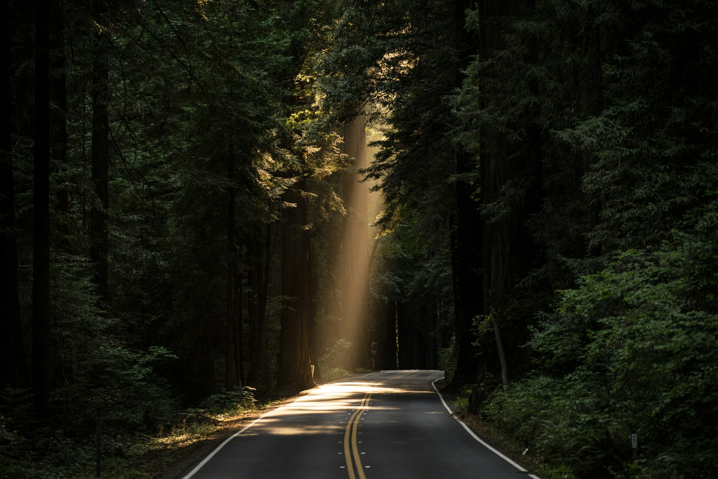 Quiet forest road with a single shaft of light through tall trees