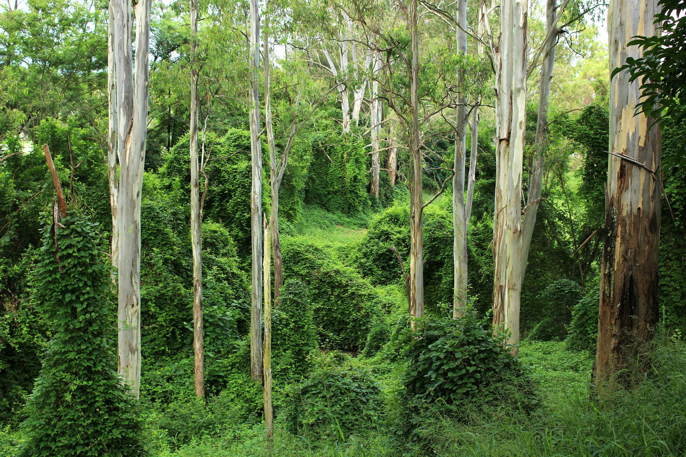 Dense Moggill eucalyptus forest, vibrant green foliage in south east Queensland bushland