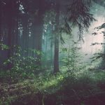 Tall forest, protection and security for your family