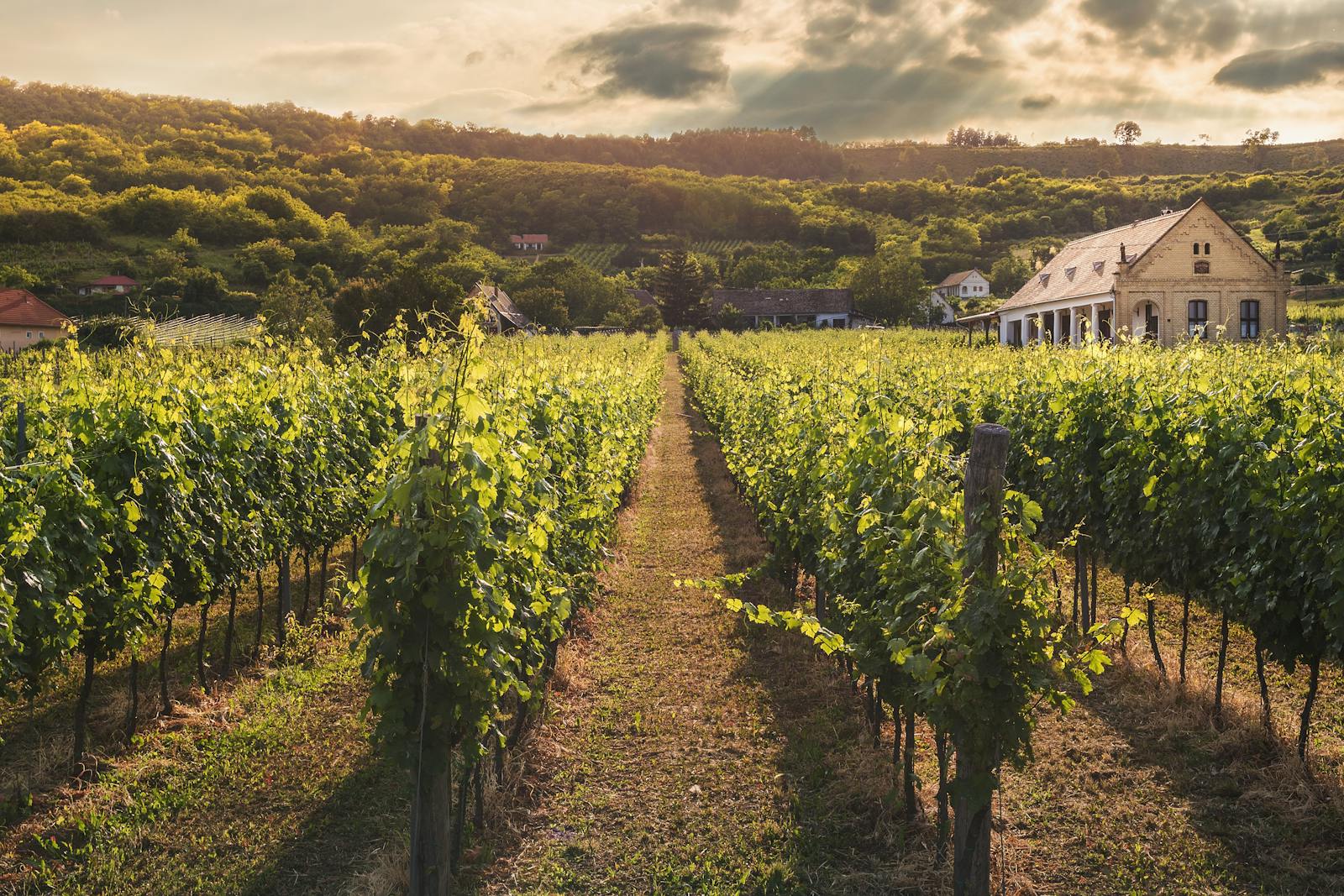 Vineyard rows at golden hour, your own asset