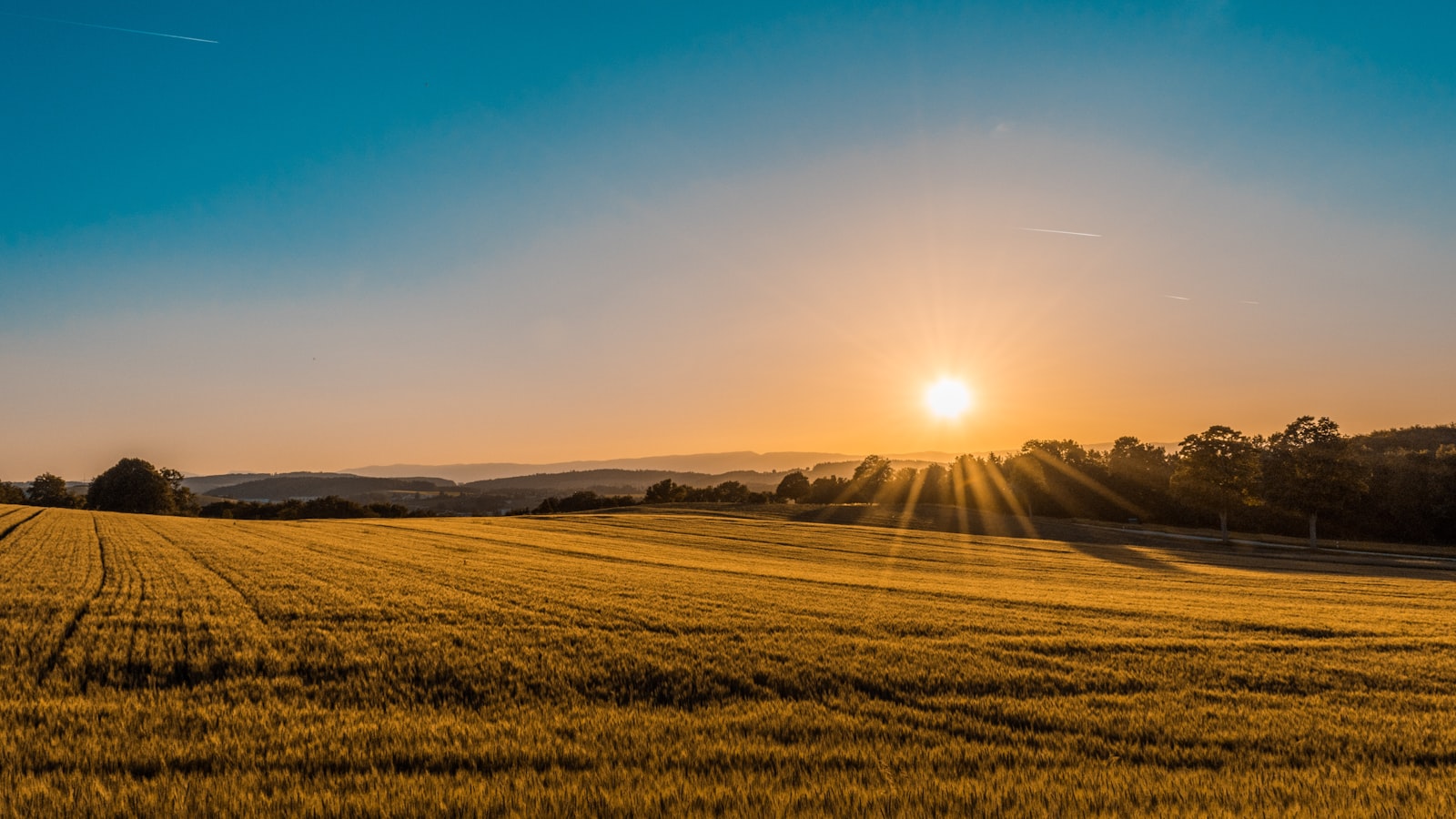 Wheatfield at sunrise, what you have cultivated