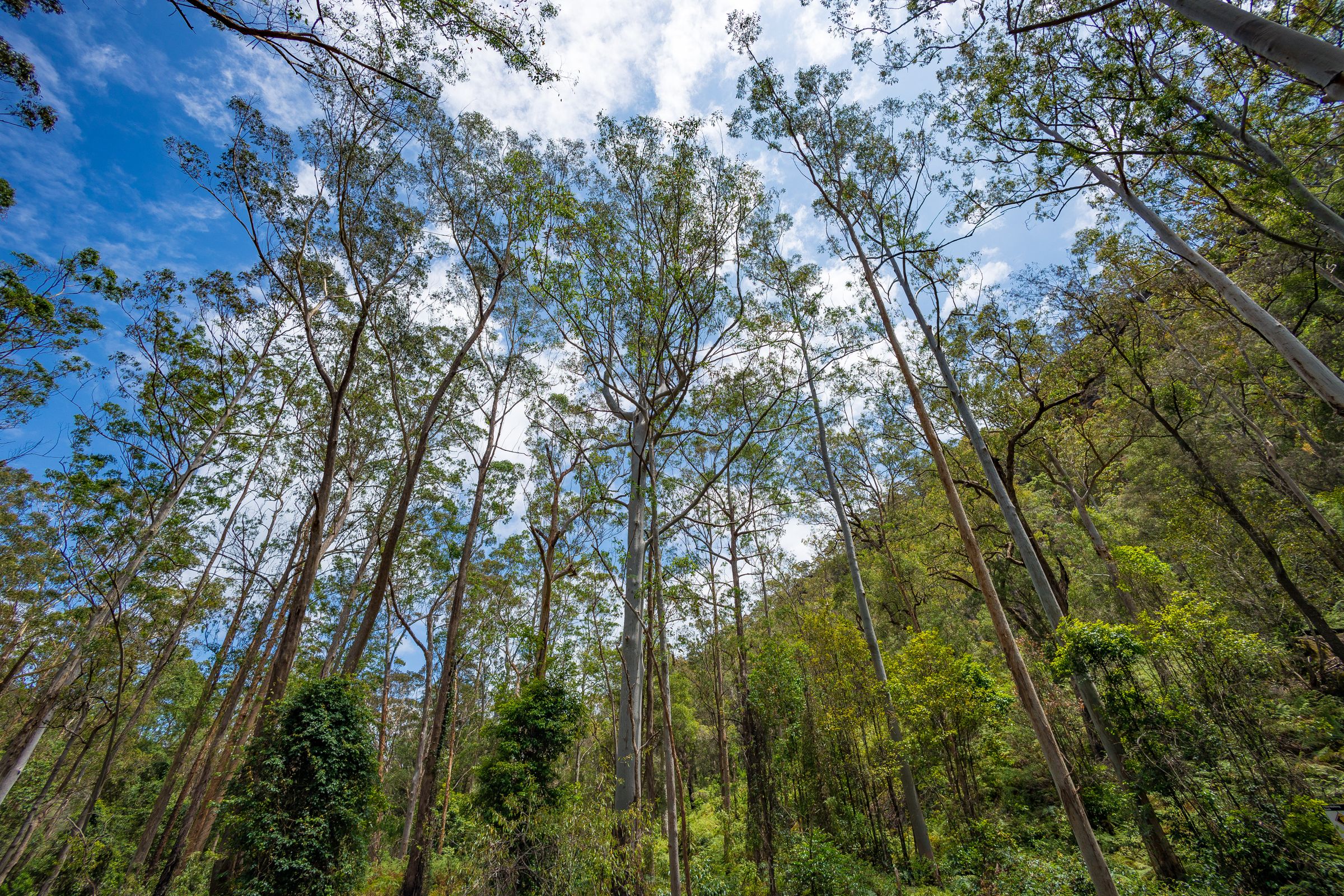 Tall eucalypt forest against blue sky, south east Queensland bushland
