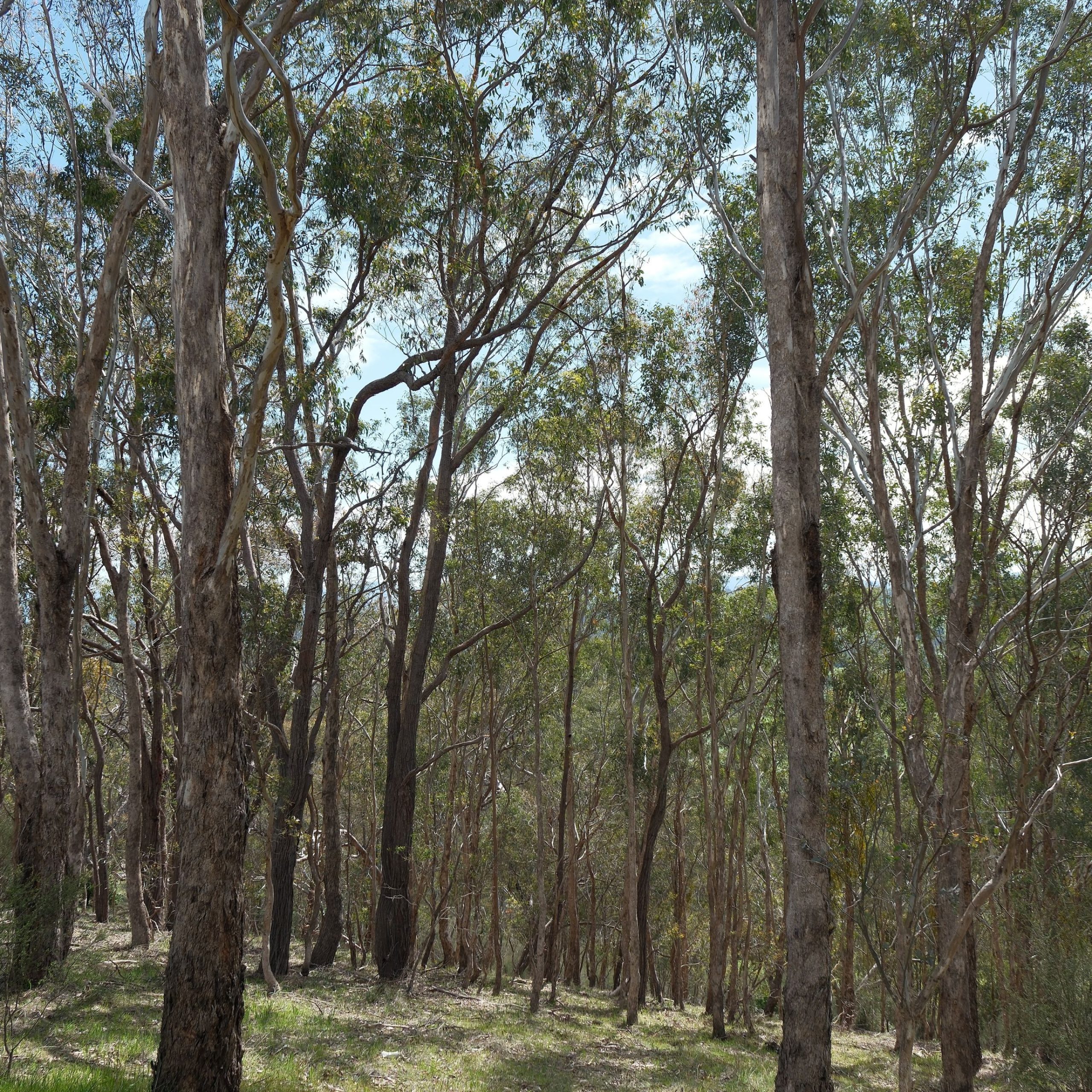 Open eucalypt woodland with grassy understorey, south east Queensland bushland