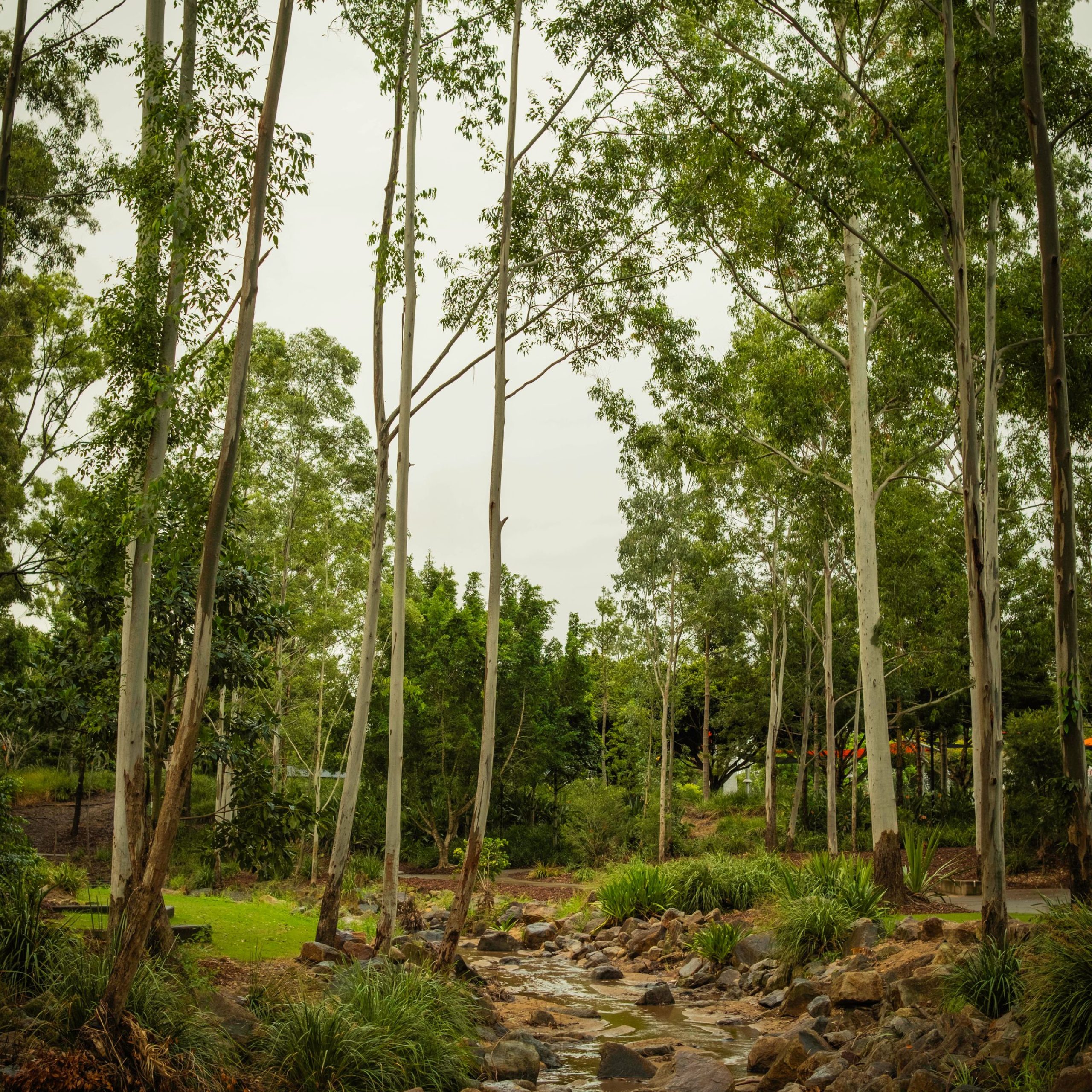 Rocky creek running through eucalypt parkland, south east Queensland